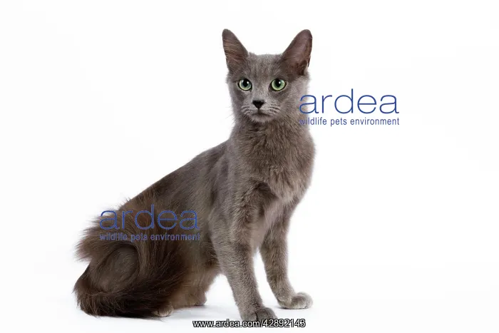  : Cat - Nebelung - sitting down