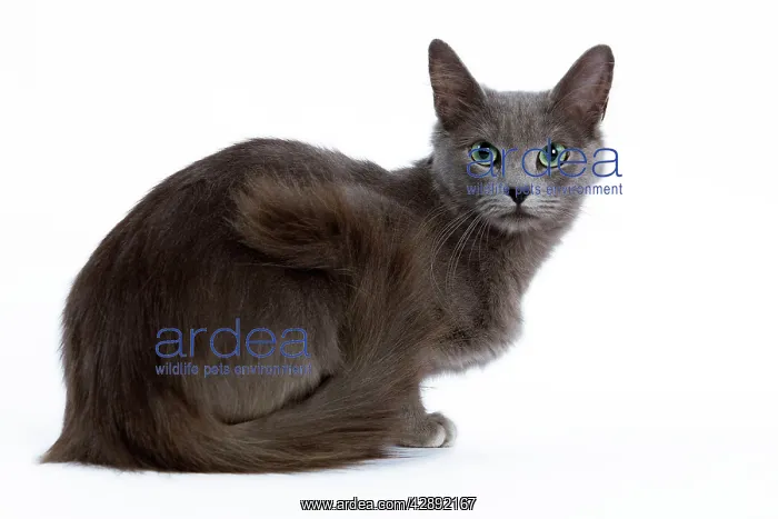  : Cat - Nebelung - sitting down