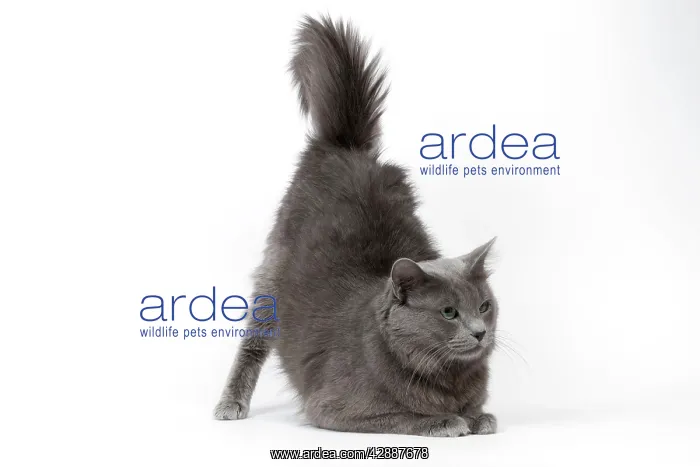 : Cat - Nebelung in studio : Cat - Nebelung in studio
