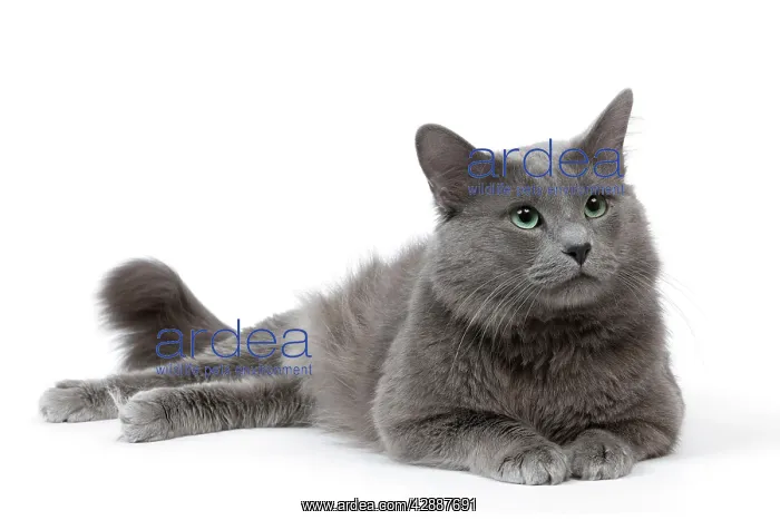  : Cat - Nebelung in studio