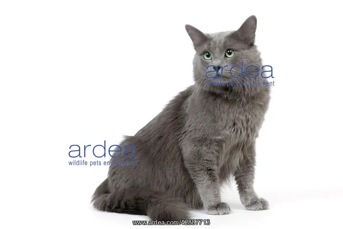  : Cat - Nebelung in studio