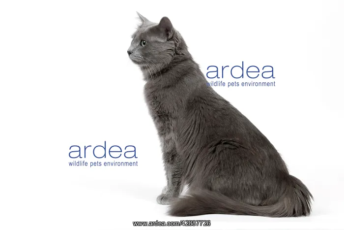  : Cat - Nebelung in studio