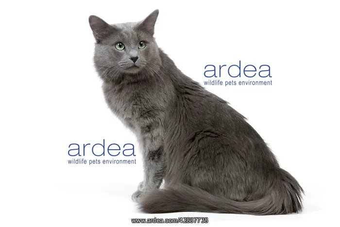  : Cat - Nebelung in studio