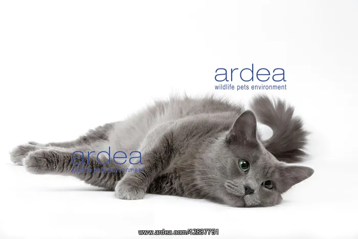  : Cat - Nebelung in studio