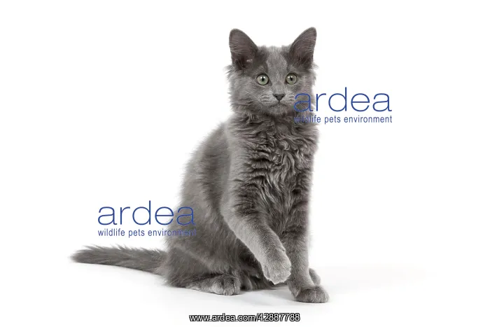  : Cat - Nebelung in studio