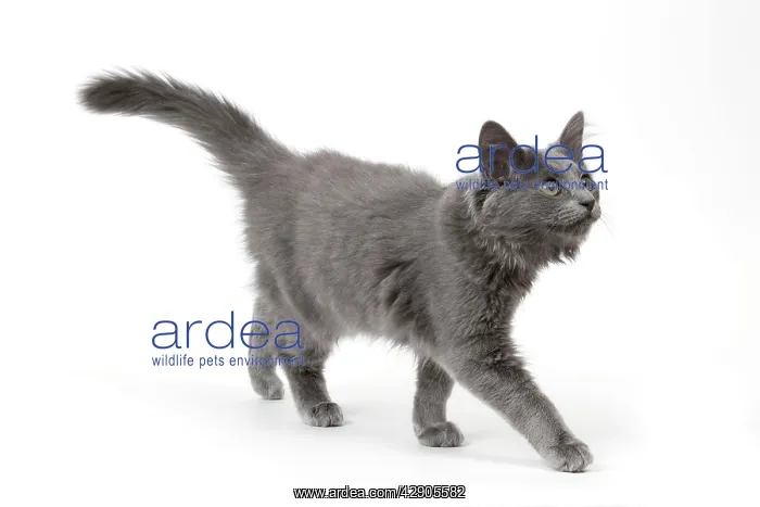  : Cat - Nebelung in studio