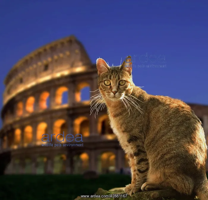 : Cat - at night sitting by Coliseum in Rome - Italy : Cat - at night sitting by Coliseum in Rome - Italy