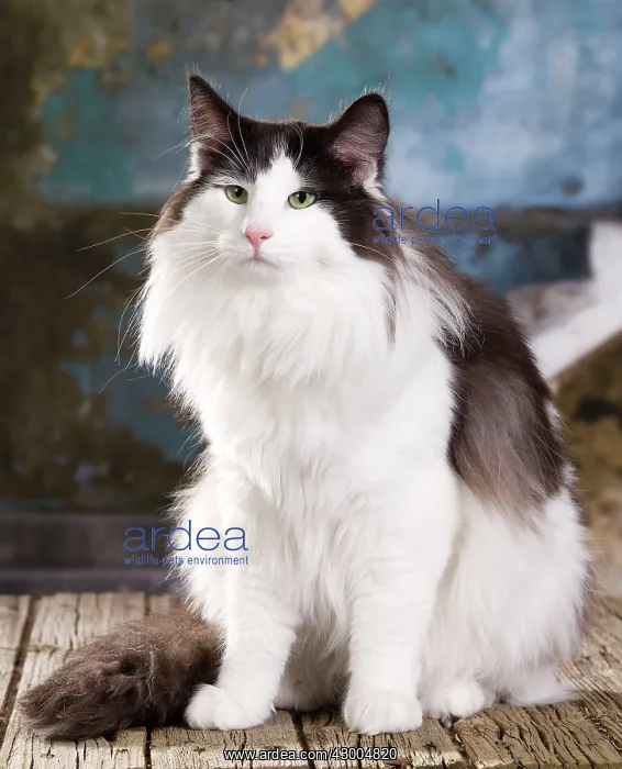 : Cat - Norwegian : Cat - Norwegian