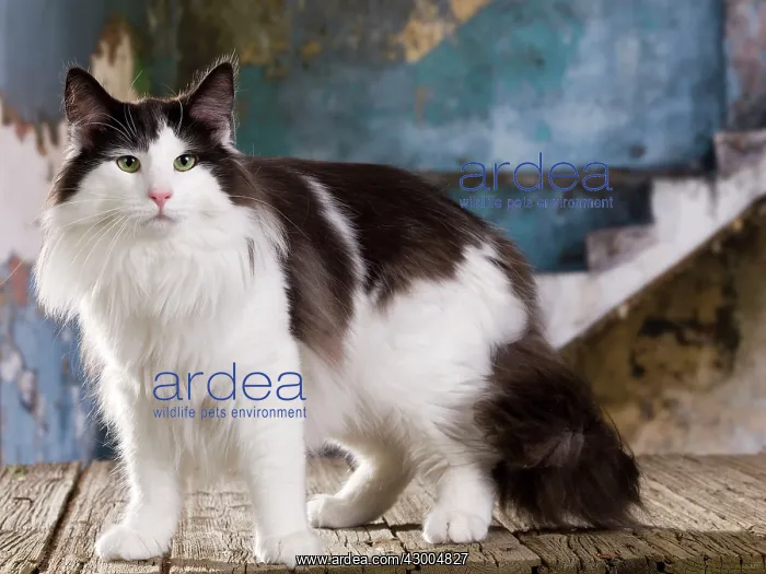 : Cat - Norwegian : Cat - Norwegian