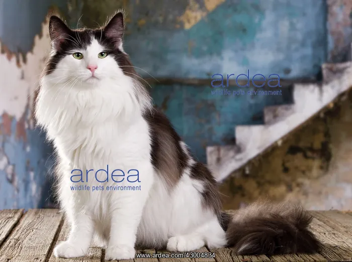 : Cat - Norwegian : Cat - Norwegian