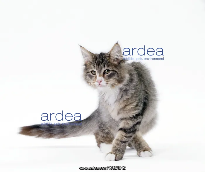  : Cat Norwegian
