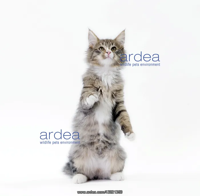 : Cat Norwegian : Cat Norwegian