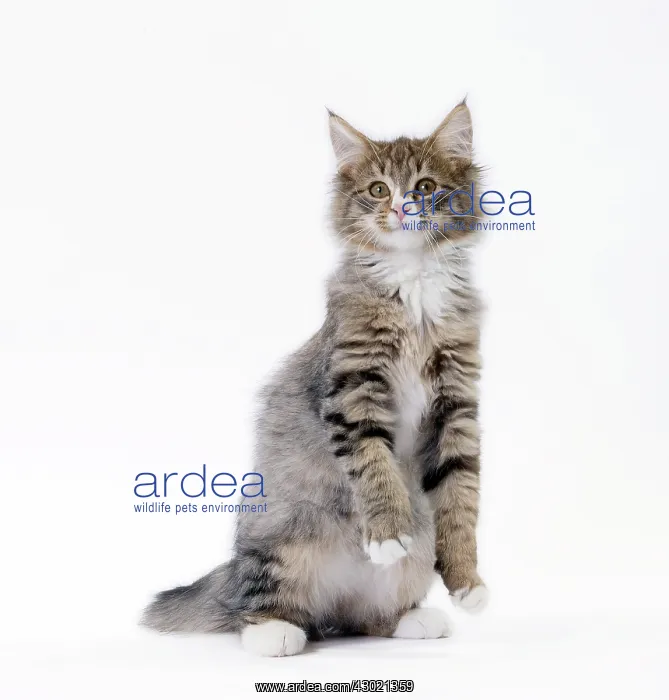  : Cat Norwegian