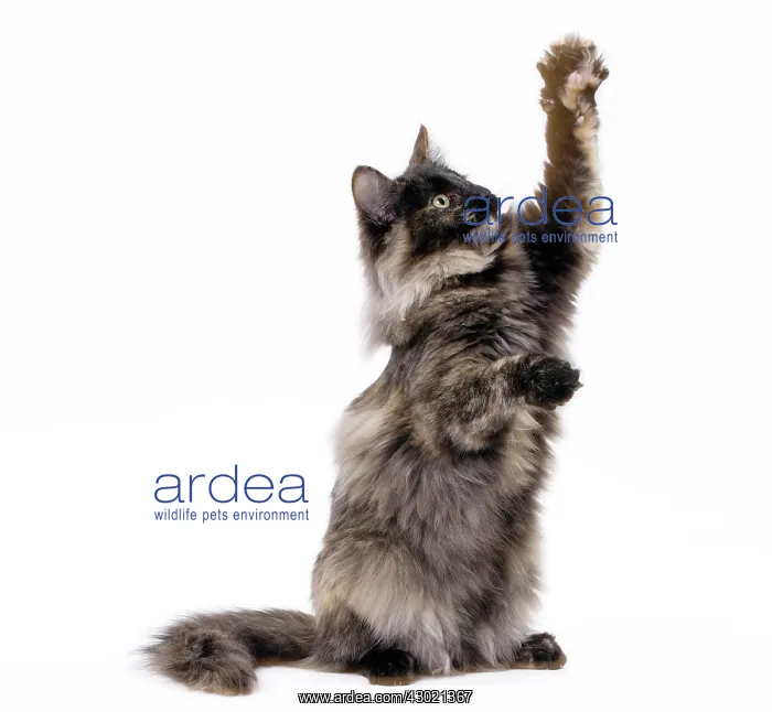 : Cat Norwegian : Cat Norwegian