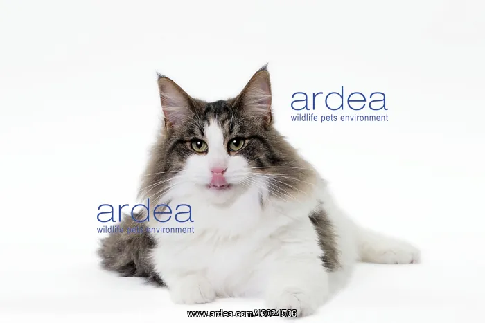 : Cat Norwegian : Cat Norwegian
