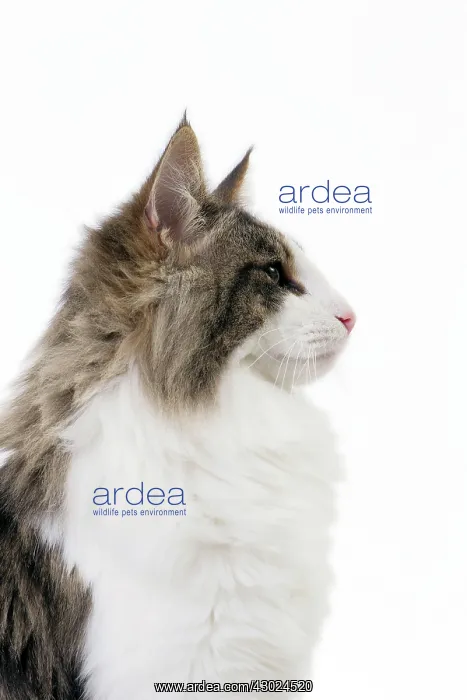  : Cat Norwegian