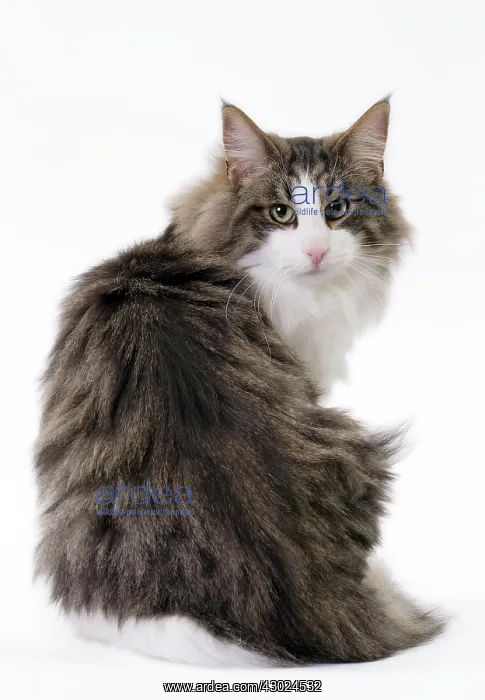  : Cat Norwegian
