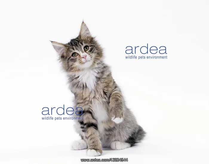 : Cat Norwegian : Cat Norwegian