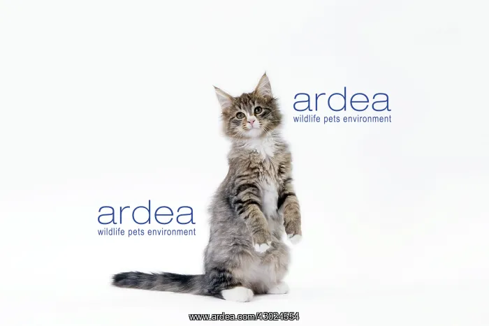 : Cat Norwegian
