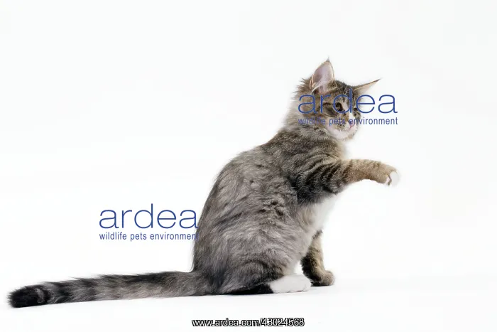 : Cat Norwegian : Cat Norwegian