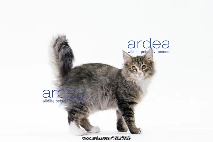  : Cat Norwegian