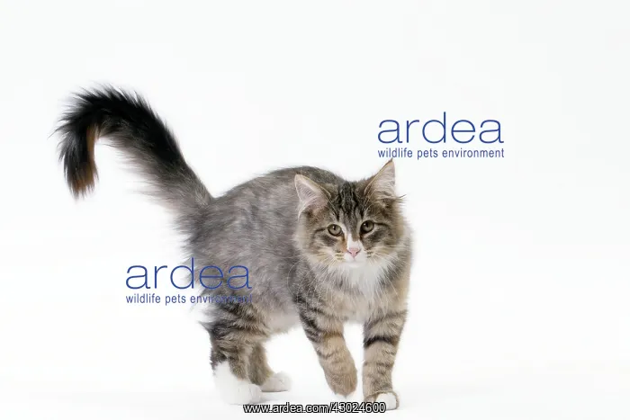  : Cat Norwegian