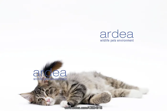  : Cat Norwegian