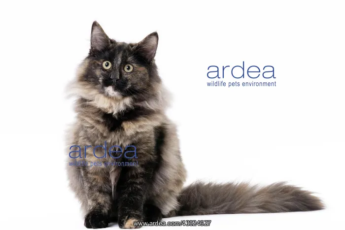  : Cat Norwegian