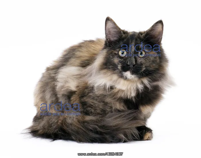  : Cat Norwegian