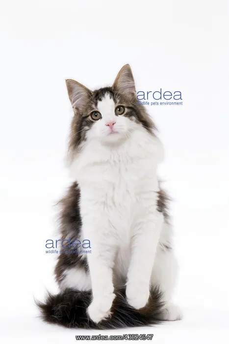  : Cat Norwegian