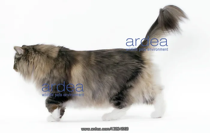  : Cat Norwegian