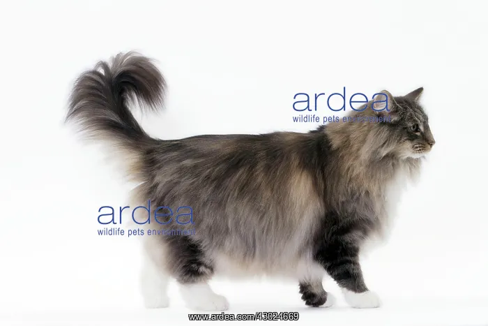  : Cat Norwegian