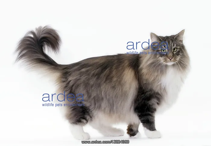  : Cat Norwegian