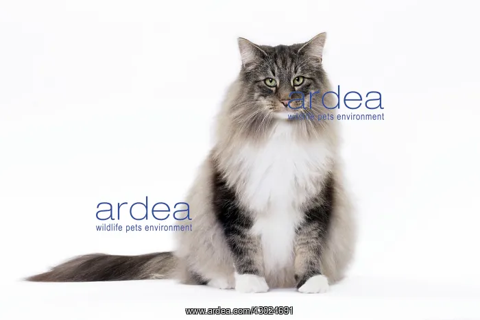  : Cat Norwegian