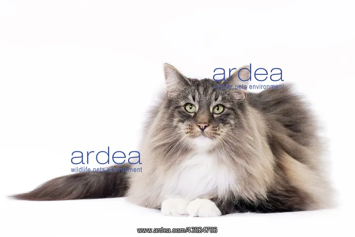  : Cat Norwegian