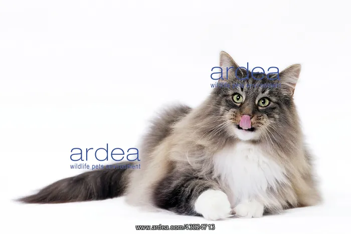 : Cat Norwegian : Cat Norwegian