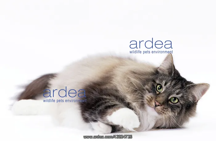  : Cat Norwegian