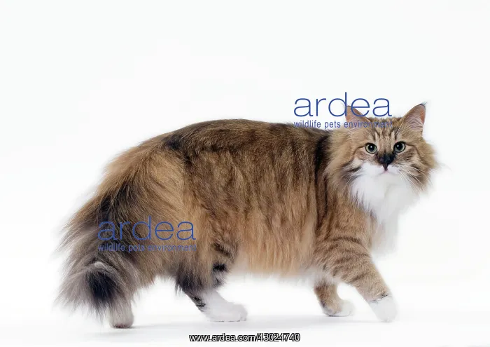  : Cat Norwegian