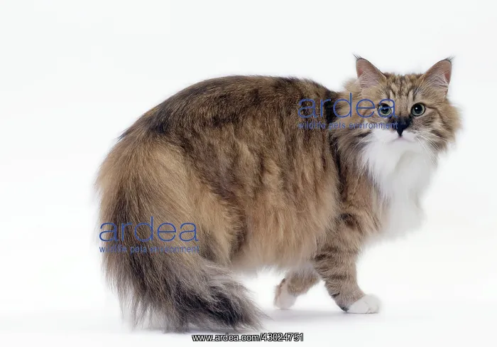  : Cat Norwegian
