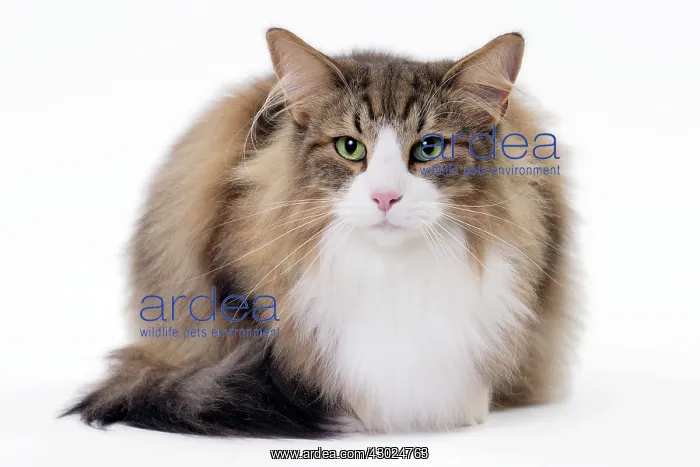  : Cat Norwegian