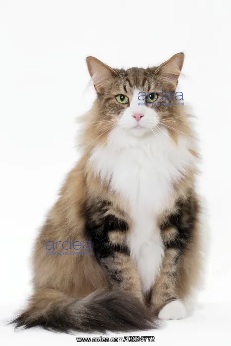  : Cat Norwegian