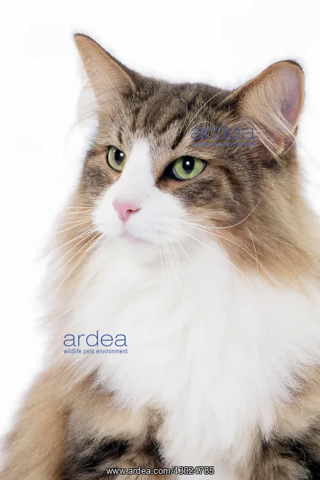  : Cat Norwegian