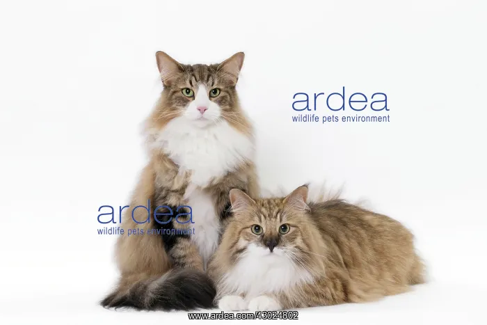  : Cat Norwegian