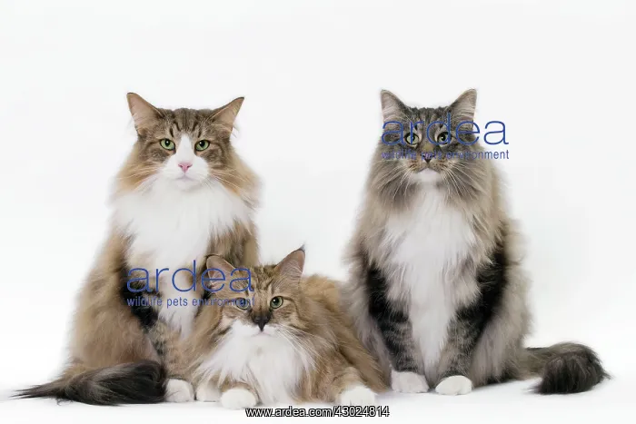 : Cat Norwegian