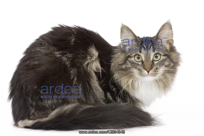 : Cat - Norwegian brown blotched tabby & white in studio : Cat - Norwegian brown blotched tabby & white in studio