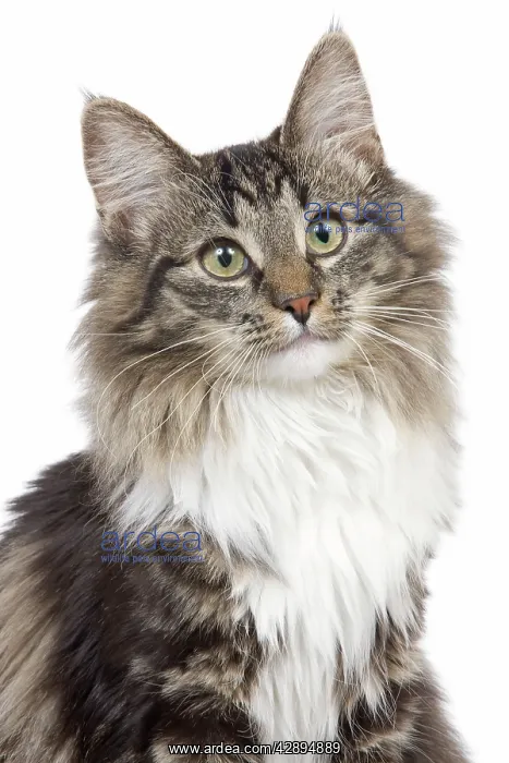 : Cat - Norwegian brown blotched tabby & white in studio : Cat - Norwegian brown blotched tabby & white in studio