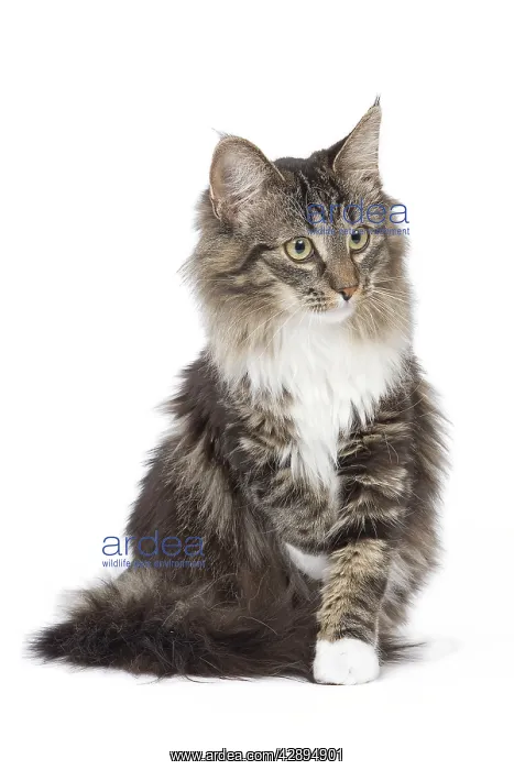 : Cat - Norwegian brown blotched tabby & white in studio : Cat - Norwegian brown blotched tabby & white in studio