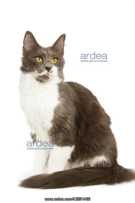  : Cat - Norwegian Forest Bi-Colour