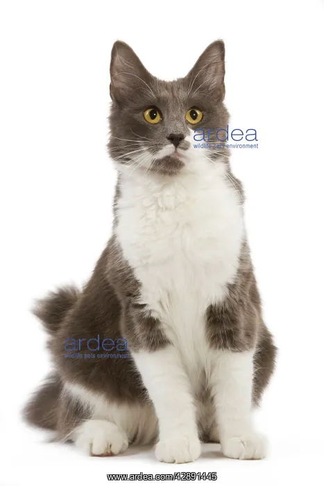 : Cat - Norwegian Forest Bicolor Cat : Cat - Norwegian Forest Bicolor Cat