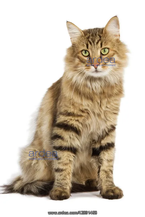 : Cat - Norwegian Forest Brown Tabby Cat : Cat - Norwegian Forest Brown Tabby Cat